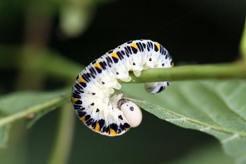 Réf. 344 964 : Cimbex quadrimaculatus